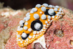 Komodo Komodo